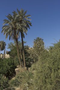 Algérie_03 FB IMG_9362 05