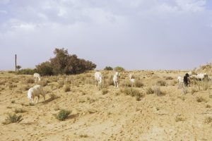 Algérie_06IMG_9769 08