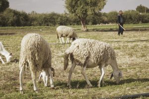 Algérie_07IMG_0095 23