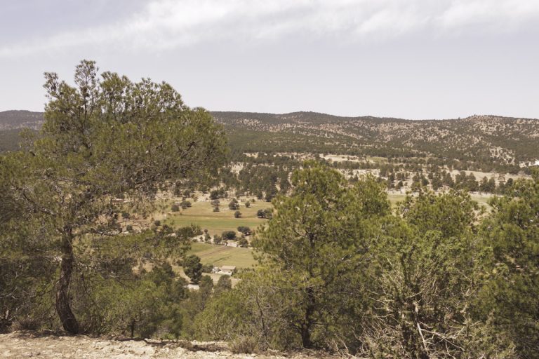 Lire la suite à propos de l’article Le goût du couscous – Jour 10 : concert forestier